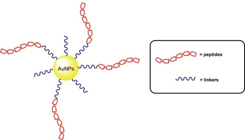 Figure 10 Illustration of peptidyl-linker conjugated AuNPs.