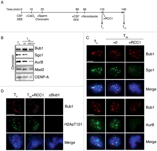 Figure 2. RCC1 evicts Sgo1 and AurB without blocking their recruitment. (A) Experimental timeline. XEEs aliquots were taken before (T0) and after (T30) RCC1 addition (20 μg/ml) and were analyzed by IB and IF analysis. (B) Chromatin fraction from XEEs were isolated at T0 and T30 and analyzed by IB analysis. (C)(D) Chromatin from samples as in (B) were purified, stained with Hoechst 33342, and subjected to IF analysis against Bub1 (top, red) and (C) Sgo1 or AurB (D) Histone H2ApThr121 (middle, green). In parallel, CSF XEEs depleted of Bub1 were also cycled to mitosis and subjected to the same IF analysis. Scale bar, 20 μm.