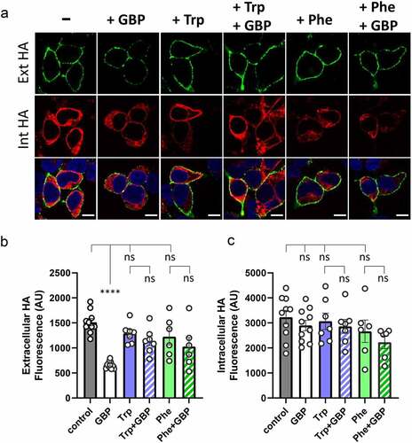 Figure 3. Tryptophan and Phenylalanine prevent the inhibition of cell surface expression of HA-tagged α2δ-1 by gabapentin. Experiments were performed as described previously described [Citation35]. (a) Representative images of tsA-201 cells expressing hemagglutinin (HA)-tagged α2δ-1 subunit in the absence of gabapentin or additional amino acids (control, -) or the presence of 1 mM gabapentin (+ GBP) alone, 1 mM L-Tryptophan (+ Trp) alone, 1 mM L-Tryptophan + 1 mM gabapentin (+ Trp + GBP), 1 mM L-Phenylalanine (+ Phe) alone or 1 mM L-Phenylalanine + 1 mM gabapentin (+ Phe + GBP), incubated in serum-free media for 24 h. Top row (green, Ext HA) shows cell surface α2δ-1-HA staining in the nonpermeabilized condition; middle row (red, Int HA) shows intracellular α2δ-1-HA staining after permeabilization with 0.1% Triton X-100; bottom row shows merged images with the nuclei stained with DAPI (blue). Scale bars: 10 µm. (b) Bar chart (mean ± SEM, with individual data-points each showing the mean of more than 35 cells from 6–10 different transfections in three independent experiments), showing cell surface expression of α2δ-1-HA in the absence (control, gray) or presence of 1 mM GBP (white), 1 mM Trp (blue), 1 mM Trp + 1 mM GBP (blue and white stripes), 1 mM Phe (green), 1 mM Phe + 1 mM GBP (green and white stripes). Statistical significance was determined using one-way ANOVA and Šídák’s multiple comparison post-hoc test; **** P < 0.0001, ns: no statistical significance (P > 0.2). (c) As for (B) but showing intracellular HA staining after permeabilization of the cells. Cell surface expression of α2δ-1-HA is reduced by GBP to 44% of control levels but this reduction is not seen in the presence of additional L-Trp or L-Phe.