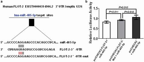 Figure 7. FLOT2 was directly targeted by miR-485-5p. (a), sequence of the miR-485-5p-binding site in the 3ʹUTR of FLOT2 mRNA and the sequence of the mutation introduced into the site; (b), effects of miR-485-5p on the translation of the reporter gene inserted downstream of the 3ʹUTR of FLOT2 mRNA or the mutated 3ʹUTR of FLOT2 mRNA in NCI-H446 cells. NCI-H446 cells were co-transfected with the indicated constructs and miR-485-5p, and luciferase activities were measured using the Dual Luciferase Reporter Kit. The luciferase activity was normalized and expressed as the ratio of firefly/Renilla luciferase activities. Data represent the mean ± SEM of triplicate experiments (n = 3, p < 0.05).