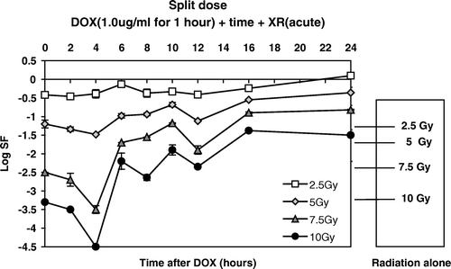 Figure 6.  Cell killing produced by a single exposure (1 hour) to 1.0 µgm/ml of DOX followed by graded doses of XR as a function of time after the Dox pulse.