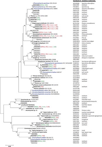 Figure 1. Bootstrap consensus tree inferred from 2000 replicates generated using the neighbor-joining method. Evolutionary distances were computed using the Maximum Composite Likelihood method. Numbers denote the percentage of replicate trees in which the associated taxa clustered together in the bootstrap test; only confidence values above 50% are indicated. RKDO isolates in bold font represent isolates that were screened for antimicrobial activity. Observed antimicrobial activities tested at 250 μg/mL are presented in brackets behind the isolate number (green = > 60% inhibition, red = > 80% inhibition, MRSA = methicillin-resistant Staphylococcus aureus, S.war = S. warneri, VRE = vancomycin-resistant Enterococcus faecium, P. aer = Pseudomonas aeruginosa, P. vul = Proteus vulgaris, and C.alb = Candida albicans). Species names in blue font represent true marine lineages.