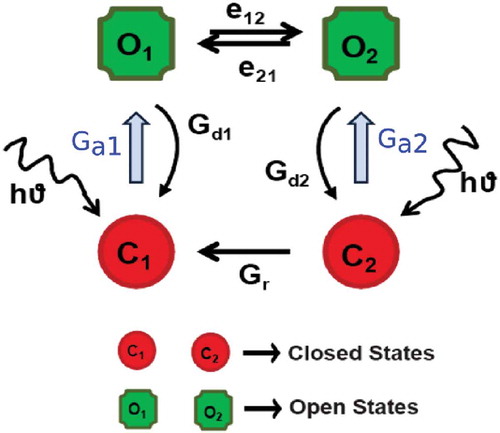 Figure 2. The four state model for the light cycle of channelrhodopsin (Stefanescu et al., Citation2013) has two open states (o1 and o2) and two closed or dark states (c1 and c2). Light activations (light energy: ) are depicted as blue arrows cause transitions ( and ) to the open states. and indicate transition rates to the closed states and from c1 to c2. e12 and e21 are the transition rates between the open states. Modified from Stefanescu et al., (Citation2013) with permission from Springer. © Springer. Reproduced by permission of Springer. Permission to reuse must be obtained from the rightsholder.