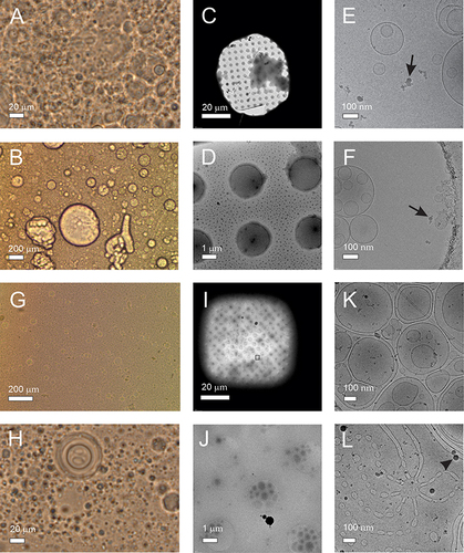 Figure 3 Liposomes composed by mixing lecithin, glycerol and water.