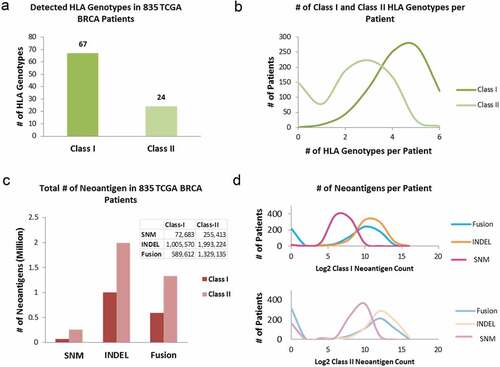 Figure 2. HLA genotyping and neoantigen profiling in 835 TCGA BRCA tumors. (a) The number of unique HLA genotypes in the 835 TCGA BRCA patients. (b) Distribution of the number of class-I and class-II HLA genotypes per patient. (c) Total number of neoantigens in the BRCA cohort, stratified by: (i) type of somatic mutations: SNM, INDEL, and gene fusion from which neoantigens arose; and (ii) the class of HLA molecules neoantigens bind to. (d) The numbers of class-I (top panel) and class-II (bottom panel) neoantigens per patient, stratified by somatic mutation types of SNM, INDEL and Fusion. The x-axis is in Log2 scale