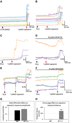 Figure 7 Effect of combined PLA on capsaicin responses. Control neurons showed a stable baseline in the presence of vehicle, and immediate responses to capsaicin application (A). In the presence of combined 2-AG + 2-PG + 2-LG (PLA), capsaicin responses were delayed by several minutes (B). PLA induced delay in capsaicin responses (C), were not affected by the CB1 antagonist SR141716 (D). PLA induced delay in capsaicin responses (E), was abolished in the presence of the CB2 antagonist SR144528 (F). Graphs showing lack of effect of PLA on capsaicin response amplitude (G), and increased latency compared with control (H) (***P<0.001).