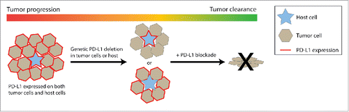Figure 1. PD-L1 expression on tumor cells and host cells jointly support tumor outgrowth. Left: in a typical immunogenic tumor, both tumor cells and intratumoral host cells express PD-L1, resulting in progressive tumor growth. Middle: experimental genetic deletion of PD-L1 on tumor cells or the host results in reduced tumor growth, mediated by CD8 T cells. Right: complete removal of PD-L1 expression by addition of blocking antibodies results in tumor eradication.