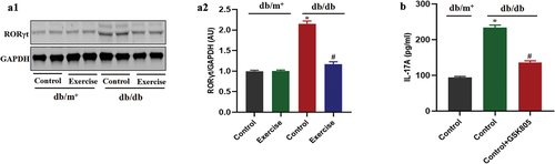 Figure 4. Exercise reduces Th17 cell differentiation by inhibiting ROR-γt. db/db and db/m+ mice were randomly divided into exercise and sedentary groups. Mice in exercise group were exercised daily, 6 days/week, for 6 weeks and mice in sedentary groups were placed on a nonmoving treadmill for 6 weeks. (a) The ROR-γt expression in Th17 cells was analysed by western blotting. Th17 cells in diabetic mice were pretreated with ROR-γt inhibitor for 12 h. (b) The IL-17 levels were measured by ELISA. Data were expressed as the means ± SEM (n = 6/group). *p < 0.05 vs control in db/m+, #p < 0.05 vs control in db/db.