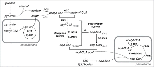 Figure 1. Simplified diagram of the lipid metabolism in A. gossypii. The ACL (ATP:citrate lyase) activity (gray) is not present in A. gossypii. ACS, acetyl-CoA synthase; ACC, acetyl-CoA carboxylase; FAS, fatty acid synthase; Pox1, fatty-acyl coenzyme A oxidase; Fox2, 3-hydroxyacyl-CoA dehydrogenase and enoyl-CoA hydratase; Fox3, 3-ketoacyl-CoA thiolase. The elongation system comprises the elongases ELO624 and ELO586 which elongate C18:0 fatty acids up to C26:0 (C > 18). The desaturation system is composed by 2 desaturases (Δ9 and DES589). Saturated fatty acids (Cn:0) can be desaturated by Δ9 to form Cn:1 fatty acids (where n is the number of carbons of the acyl chain). The Δ12 DES589 can further desaturate the Cn:1 fatty acids to form Cn:2 (mainly C18:2, linoleic acid). Dashed arrows indicate multistep pathways.