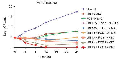 Figure 1 Time-kill curves of linezolid plus fosfomycin against MRSA (No.36).