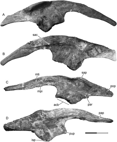 FIGURE 9. Tanius sinensis holotype pelvic girdle elements. Right ilium (PMU 24720/17) in A, lateral and B, medial view. Left ilium (PMU 24720/18) in C, lateral and D, medial view. Abbreviations: acb, acetabulum; isp, ischial peduncle; mpi, m. puboischiofemoralis internis insertion; mti, m. iliotibialis insertion; pap, preacetabular process; par, postacetabular ridge; pop, postacetabular process; pup, pubic peduncle; sac, sacral articulation: sap, supraacetabular process.