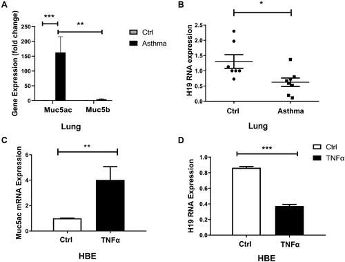 Figure 2 Decreased lncRNA H19 and increased Muc5ac in murine asthma model and 16-HBE cells treated with TNFα. q-PCR analysis of Muc5ac, Muc5b (A) and lncRNA H19 (B), in lung tissues of murine asthma group and control group. q-PCR analysis of LncRNA Muc5ac (C) and lncRNA H19 (D) in 16-HBE cells treated with TNFα for 24 hours. The study was repeated for three times. *P<0.05; **P<0.01; ***P<0.001.
