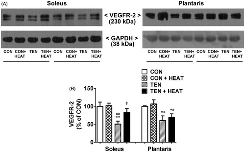 Figure 5. Effects of tenotomy and heat stress on VEGFR-2 protein expression of soleus and plantaris muscles. (A) Representative VEGFR-2 protein expression evaluated by Western blotting. (B) Quantified data of VEGFR-2. VEGFR-2 band density was normalised to GAPDH (n = 6 rats/group); **,*p < 0.01, 0.05 vs. CON within each muscle; ##,#p < 0.01, 0.05 vs. CON + HEAT within each muscle; and †p < 0.05 vs. TEN within each muscle (one-way ANOVA with Newman–Keuls post hoc test).