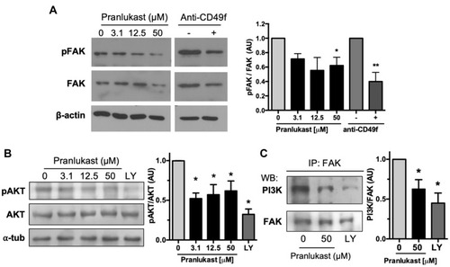 Figure 4 Effect of pranlukast on FAK signaling. (A) Representative Western blot evaluating the Tyr397 phosphorylation of FAK (pFAK) and the corresponding analysis of the pFAK/FAK ratio from three independent experiments. (B) Representative Western blot analyzing the phosphorylation of the PI3K substrate AKT and the densitometric analysis from four independent experiments. The PI3K inhibitor LY294002 [LY; 5 μM] was employed as a control. (C) Western blot against PI3K or FAK in samples immunoprecipitated with anti-FAK. Graph shows densitometric analysis from four independent experiments. All statistical analyses were performed using Dunnett’s test; P value <0.05 (*), <0.01 (**).