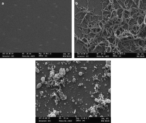 Figure 2. (2a) Scanning electron micrograhs of PANI deposited on ITO coated glass plate (2b) Scanning electron micrograhs of MWCNT/PANI deposited on ITO coated glass plate (2c) Scanning electron micrograhs of MWCNT/PANI/uricase deposited on ITO coated glass plate.