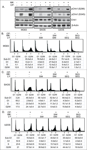 Figure 9. Scheduled inhibition of AKT abrogates G1 arrest/delay, and together with inhibition of Chk1 maximally sensitizes OS cells to CP-induced apoptosis. (A) Cells were treated with CP alone (5 μM for MG63, 2 μM for SAOS, 15 μM for U2OS) or CP plus MK for 48 hrs and immunoblotted for pChk1 (S296 and S345), total Chk1, and β-actin. (B–D) Cells were treated with CP alone (doses as above), or CP plus LY and/or MK either simultaneously (SIM) or sequentially (SEQ). Cells were harvested after 72 hours cell cycle profiles determined. Representative cell cycle histograms are shown. The tables below the histograms shows the average percent sub-G1, G1, S, and G2/M populations from triplicate experiments +/− s.e.m. There is significant difference in sub-G1 and G1 population (p < 0.01) between CP plus LY (SIM) and CP plus LY/MK (SIM), and between CP plus LY/MK (SIM) and CP plus LY/MK (SEQ) in MG63 and SAOS cells. In U2OS cell there is no significant difference in sub-G1 and G1 population (p > 0.5) between CP plus LY (SIM) and CP plus LY/MK (SIM) while there is significant difference (p < 0.01) between CP plus LY/MK (SIM) and CP plus LY/MK (SEQ).