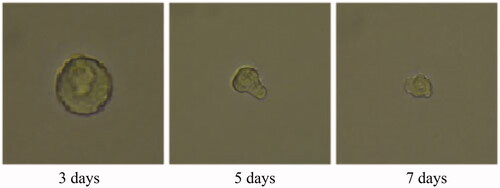 Figure 40. Folate receptor targeted celastrol AuNP (FCA) treatment group for 3D tumour spheroid. Scale bar = 100 μm.