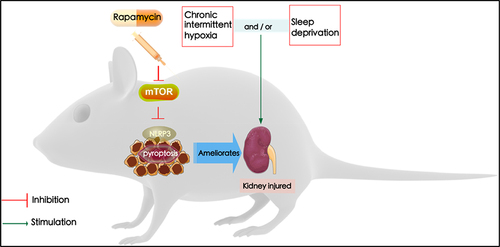 Figure 6. The kidney injured by sleep deprivation (SD) and intermittent hypoxia (IH) is attributed to the activation of the NLRP3 inflammasome. In contrast, inhibition of mTOR/NLRP3 with rapamycin ameliorates chronic intermittent hypoxia and sleep deprivation-induced renal damage.