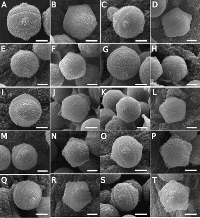 Figure 3. Scanning electron microscope (SEM) images of Southern Hemisphere bracteate-prostrate Myosotis pollen from nMDS Cluster 2 (Figure 5) in equatorial view (A, C, E, G, I, K, M, O, Q, S) or polar view (B, D, F, H, J, L, N, P, R, T) showing Myosotis australis type pollen (A–T). A–B, Myosotis colensoi (WELT SP095578, CHR 96401, respectively); C–D, M. sp. “Rock and Pillar” (OTA 002703, WELT SP089763/A); E–F, M. elderi (CHR 132818, OTA 031559); G–H, M. lyallii var. lyallii (CHR 207153, WELT SP039638); I–J, M. lyallii var. townsonii (WELT SP104488/A, WELT SP091837); K–L, M. sp. “Fiordland” (both CHR 338108); M–N, M. sp. “serpentine” (both CHR 320240); O–P, M. sp. “Tapuae-o-Uenuku” (from two different plants on CHR 386966); Q–R, M. sp. “intermedia” (WELT SP089911, WELT SP089909); S–T, M. aff. glauca (WELT SP093282, WELT SP089898). Scale bar = 5 μm. These and additional pollen images are available on Te Papa’s Collections Online (http://collections.tepapa.govt.nz/Topic/10487).