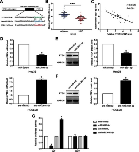 Figure 3 PTEN is a direct target of miR-3691-5p in HCC.Notes: (A) miR-3691-5p and its putative binding sequence in the 3’UTR of PTEN. The mutant miR-3691-5p binding site was generated in the complementary site for the seed region of miR-3691-5p. (B) The mRNA levels of PTEN in 43 paired HCC and adjacent normal tissues. (C) Spearman’s correlation analysis demonstrated that miR-3691-5p expression level was inversely correlated with PTEN mRNA level in HCC tissues. (D) The mRNA levels of PTEN in overexpression or silencing miR-3691-5p in Hep3B or HCCLM3 cells, respectively. (E and F) The protein levels of PTEN in overexpression or silencing miR-3691-5p in Hep3B or HCCLM3 cells, respectively. (G) miR-3691-5p significantly suppressed the luciferase activity that carried wt but not mt 3’UTR of PTEN. Anti-miR-3691-5p led to a dramatical increase in luciferase activity of wt 3’UTR of PTEN. Each experiment was performed three times. All data were presented as mean ± SD. Student’s t-test was conducted to analyze the difference. *P<0.05, ***P<0.001.Abbreviations: HCC, hepatocellular carcinoma; wt, wild type; mut, mutant type.