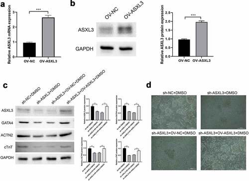 Figure 4. ASXL transcriptional regulator 3 (ASXL3) overexpression rescued sh-ASXL3-mediated inhibition of dimethyl sulfoxide (DMSO)-induced P19 cell differentiation. After DMSO was used to induce P19 sh-ASXL3 cells, pcDNA3.1-ASXL3 was used to transfect the cells. (a) Reverse transcription-quantitative polymerase chain reaction revealed the expression of ASXL3. (b) Protein expression of ASXL3 was evaluated using western blotting. (c) Protein expression of ASXL3, GATA binding protein 4 (GATA4), actinin alpha 2 (ACTN2), and cardiac troponin T (cTnT) was evaluated using western blotting. (d) P19 cell morphology was observed using a light microscope. **p < 0.01 and ***p < 0.001.