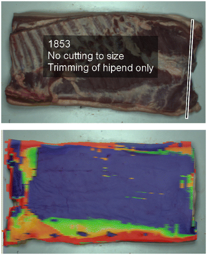 Figure 2. The augmented information shown for the assisted operator to show cutting instructions (top) for the meat side and colour-coded fat layer thickness (bottom) to assist the trimming to specific thickness of the fat side of the product.