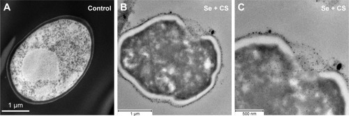 Figure 5 TEM.Notes: (A) Ultrastructure of untreated C. albicans yeast cell after thin sectioning shows a characteristic ovoid morphology. (B and C) After 24 h treatment with CS-SeNPs (3.5 ppm), the yeast cell loses the characteristic morphology as the cell distorts, the CW disrupts, and the CS-SeNPs enter the cell. CS-SeNPs, CS-decorated SeNPs.Abbreviations: C. albicans, Candida albicans; CS, chitosan; CW, cell wall; SeNPs, selenium nanoparticles; TEM, transmission electron microscopy.