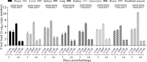 Figure 4. Virus distributions in various organs of immunized-challenged Kunming mice. Kunming mice immunized with 1.5 μg, 4.5 μg vaccines or Alum-only were i.p. inoculated with 35 LD50 (3.46 × 107 CCID50/mouse) of CV-A6-R10. The graph showed the virus loads in the heart, liver, spleen, lung, kidney, intestine, brain and hindlimb muscle tissues at 3 dpi or 14 dpi. Virus loads were assessed by qRT-PCR and compared with standard curves obtained from 10-fold serial dilutions of CV-A6 transcript. The data represent the mean ± SEM for five mice per group and were analyzed with one-way ANOVA (****, P < 0.0001).