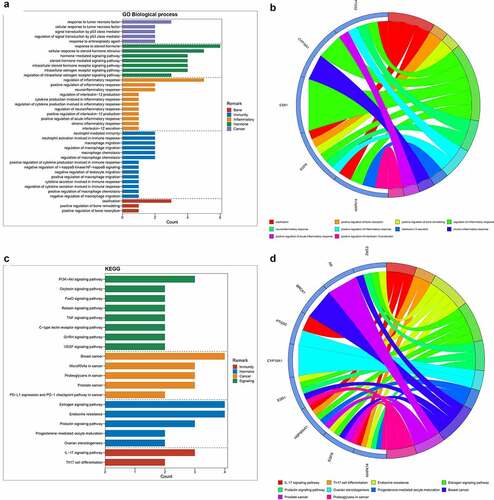 Figure 2. (a) After enrichment analyses, top GO-based functional processes, including bone, immunity, inflammation, hormone and cancer, were revealed. (b) Other top KEGG-based molecular mechanisms of calycosin to treat BPA-related OS, including immunity, hormone, cancer and signaling, were uncovered