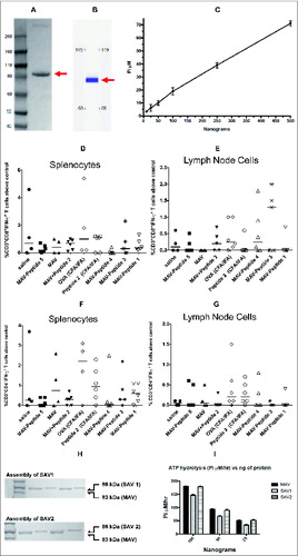 Figure 2. Characterization of Pfēnex’ MtbHSP70-avidin (MAV). (A) 500 nanograms of MAV were electrophoresed on a 4–12% Bis-Tris NuPAGE gel run in MOPS buffer at constant 200 V for 1 hr. (B) Reproduction of the capillary gel electrophoresis (CGE) profile provided by Pfēnex. 150 nl of purified MAV (976.2 ng/nl) were injected into the microfluidic channel of the LabChip GX/II using electrokinetic injection. Applying a voltage across the channel effected protein separation. Protein bands were detected via laser induced fluorescence. Arrows indicate the migration position of MtbHSP70-avidin. (C) MtbHSP70-avidin ATPase activity assessment. A series of MtbHSP70-avidin concentrations (25 – 500 ng) were incubated as described in materials and methods. (D, E, F and G) Flow cytometric analysis of splenocytes and lymph node cells from ovalbumin immunized mice as described in Materials and Methods. Splenocytes (D, F) and lymph node cells (E, G) were prepared as described in Materials and Methods and stimulated with medium alone, SIINFEKL (D, E; 10 μg/ml) or ISQAVHAAHAEINEAGR (F, G; 10 μg/ml) for 24 hours at 37°C. The percent of CD3+CD8+IFN-γ+ and CD3+CD4+IFN-γ+ cells above medium alone was determined and plotted as percent above control. (H) Gel-shift assay of SAV1 and SAV2. 400 to 800 ng of protein were denatured and subjected to electrophoresis on a Novex® 4–12% Bis-Tris NuPAGE gel run in MOPS buffer at constant 200 V for 5 hr. Arrows indicate MAV, SAV1 and SAV2. (I) SAV1 and SAV2 ATPase activity. Three different concentrations of MAV, SAV1 and SAV2 were assayed for their ability to hydrolyze ATP as described in Materials and Methods. Abbreviations: MAV - Mycobacterium tuberculosis heat shock protein 70 fused to avidin; OVA - ovalbumin; PEG - polyethylene glycol; SAV1 - MAV assembled with flu specific peptides 1–4 (Table 2B); SAV2 - MAV assembled with flu specific peptides 5 and 6 (Table 2B).