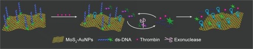 Scheme 1 The strategy for the aptamer–MoS2 biosensor based on FRET to detect thrombin.Abbreviations: FRET, fluorescence resonance energy transfer; MoS2, molybdenum disulfide; AuNPs, gold nanoparticles.