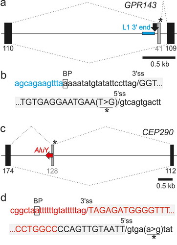 Figure 4. TEs can contribute only a portion of traditional splicing elements and can be activated by distant mutations. (a,b) A LINE fragment contributing the 5ʹ part of the predicted branch point sequence of the GPR143 pseudoexon. (a) Schematics of the mutation-induced pseudoexon. For full legend, see Figure 3(a). Blue horizontal rectangle denotes the the 3ʹ end of L1MD3. Black arrow denotes BPS. (b) Sequences around pseudoexon splice sites. (c,d) AluY as a source of the BPS, PPT and 3’ss of a CEP290 pseudoexon. (c) Schematics of the mutation-induced pseudoexon. Horizontal red arrow denotes a full-length AluY copy. For full legend, see Fig. 3A. (d) Sequences around pseudoexon splice sites