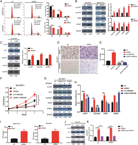Figure 4 AHSA1 participates in the cell cycle by regulating TGF-β/Akt-cyclinD1/CDK6 signaling pathway to promote the growth of HCC (A) Cell cycle analysis showed that AHSA1 upregulation in SMMC-7721 and SK-HEP1 cells reduced the cell cycle arrest in the G1/G0 phase, as detected by the flow cytometry assays (Student t test, ***P < 0.001). (B) Western blotting showed that AHSA1 upregulation expression increased the expression of cyclin D1, cyclin D3, and CDK6 in both SMMC-7721 and SK-HEP1 cells. GAPDH was used as the protein loading control. The relative protein ratio was quantified using ImagePro Plus 6.0 software and normalized to GAPDH (Student t test, ***P < 0.001). (C) Western blotting showed that AHSA1 regulated the expression of p-Akt and CyclinD1 in SK-HEP1 cells (Student t test, **P < 0.01, ***P < 0.001). (D and E) Boyden chamber migration assays of SK-HEP1 cells after AHSA1 upregulation and treatment with the Akt inhibitor MK2206 (mean ± SD, n = 3; NS P > 0.05, ***P < 0.001). (F) In vitro growth curves of SK-HEP1 cells after AHSA1 upregulation and treatment with the Akt inhibitor MK2206 (mean ± SD, n = 3; Student t test, **P < 0.01). (G and H) Western blotting showed the upregulation of the protein expression of AHSA1 in SK-HEP1 cells treated with the Akt inhibitor MK2206 (n = 3, NS P > 0.05, ***P < 0.001, **P < 0.01). (I) ELISA validation analysis showed the secretion of TGF-β in both SK-HEP1 and SMCC7721 cells (AHSA1 vs LV) (***P < 0.001). (J and K) Western blotting showed the upregulation of the protein expression of AHSA1 in SK-HEP1 cells treated with anti-TGF-β. (***P < 0.001).
