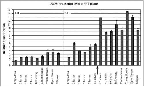 Figure 1 Time-course of AtFtsH4 transcript level detected by quantitative PCR in wild-type plants under long (LD) and short (SD) day conditions. At the early growth stage the transcript level was measured in cotyledons or two-leaved seedlings. Later, between the fourth leaf stage and inflorescence emergence (Inf.emerg.) the youngest leaf was always sampled. In the generative phase, cauline leaves, buds, open flowers and siliques were tested. The arrow indicates the time when subtle leaf malformations become visible in the ftsh4 mutant. Error bars indicate SE.