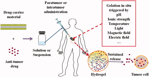 Figure 1. Schematic process of formation of in situ hydrogel and sustained release of drugs from the hydrogel into tumor cells.