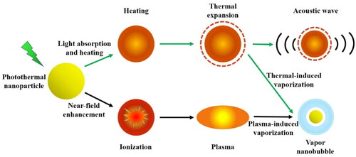 Figure 1. Schematic for response of laser induce photothermal nanoparticle. Created by the author Xiaofan Du.