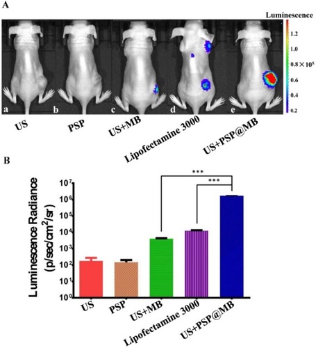 Figure 6 LIFU and PSP@MB deliver luciferase reporter gene expression in a tumor xenograft model.Notes: (A) In vivo bioluminescence imaging showed the expression of plasmids encoding luciferase reporter gene in subcutaneous xenografts of nude mice on 48 h after tail vein injection. The five groups were (a) US, (b) PSP, (c) US+MB, (d) Lipofectamine 3000, (e) US+PSP@MB. The LIFU parameters were: (1 MHz, 10,000 cycles, voltage 250 mV, exposure time 5 min). The region of interest (ROI) was selected in subcutaneous xenografts of nude mice with the same color bar. (B) The luminescence radiance of ROI was represented as histograms. It showed that there was higher transfection in the US+PSP@MB group compared to the US+MB group and lipofectamine 3000 group. Data are represented as mean ± standard deviation; n = 3; ***P<0.001.Abbreviation: ROI, region of interest.