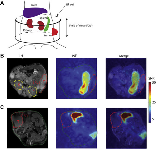 Figure 2 (A) Illustration shows the position of RF coil in the MRI scan. In vivo MRI of mice administered with PLGA-PEG PFOB/ICG (B) or PLGA-PEG-folate PFOB/ICG (C) 1H: anatomical images, 19F: 19F MRI SNR map, merge: 1H and 19F merged, T: tumor region, SPL: spleen, K: kidney.