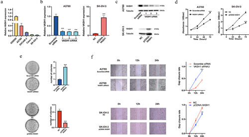 Figure 8. VASH1 could restrain the malignant phenotype of ovarian cancer cells. VASH1 expression was compared among ovarian cancer cell lines and normal ovarian epithelial cells (a). The level of VASH1 expression was determined after transfection (b, c), proliferation assay (d), colony formation (e), and wounding healing assay (f) with VASH1 overexpression and knockdown.