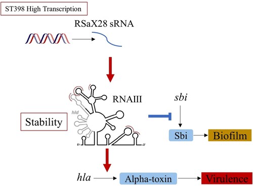 Figure 7. RSaX28 with a high transcription level in ST398 clonotype CA-SA can influence the stability of RNAIII, thereby affecting the translation of downstream alpha-toxin and Sbi and regulating the virulence and biofilm formation ability of S. aureus.