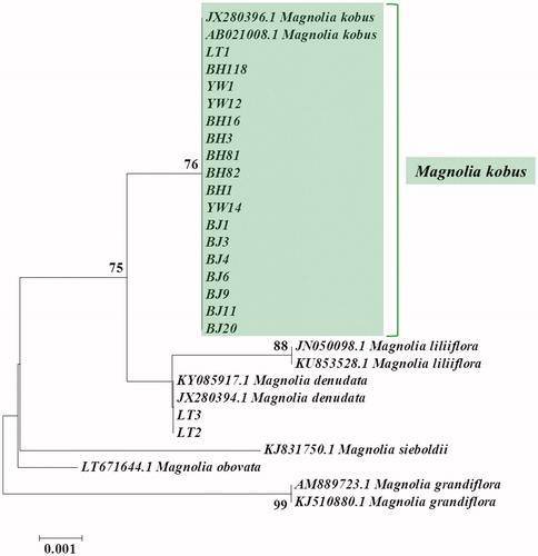 Figure 4. A phylogenetic tree was prepared using the neighbor-joining method. The genetic distances were computed using the Kimura 2-parameter model and bootstrapped with 1000 replicates.