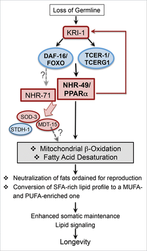 Figure 4. Schematic representation of the proposed model to explain NHR-49/PPARα function in promoting the longevity of germline-less animals (modified from Ratnappan et al.,Citation22). Following germline loss, NHR-49/PPARα is upregulated by the joint activity of DAF-16/FOXO3A and TCER-1/TCERG1. NHR-49/PPARα, in turn, mediates the upregulation of genes involved in fatty-acid β−oxidation and desaturation. The synchronized enhancement of these processes allows the animal to adapt to loss of fertility and orchestrate a lipid-homeostasis profile that supports longevity. NHR-49/PPARα and NHR-71/HNF4, another NHR essential for germline-less longevity, are required for the upregulation of DAF-16/FOXO3A targets previously shown to be elevated upon germline loss, such as sod-3, stdh-1 and mdt-15. Loss of nhr-49 causes membrane relocation of KRI-1, the only known common upstream regulator of DAF-16/FOXO3A and TCER-1/TCERG1, suggesting that NHR-49/PPARα may operate in a feedback loop to potentiate the activity of this pathway by regulating KRI-1 sub-cellular localization. Our data suggest that NHR-71/HNF4, similar to NHR-49/PPARα, may be upregulated by DAF-16/FOXO3A and TCER-1/TCERG1. MDT-15, a known co-regulator of NHR-49/PPARα, may also contribute to the increased expression of β-oxidation genes. Regulatory steps for which evidence is provided by our data are indicated by red arrows. Putative relationships suggested by our observations are represented by gray, stippled arrows.