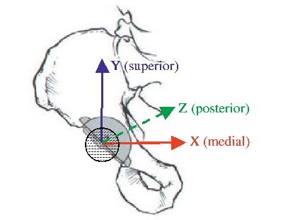 Figure 29.  Translation vectors (X, Y, and Z) for the femoral head with respect to the cup in RSA wear analysis.