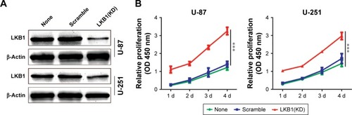 Figure 2 Downregulation of LKB1 promotes glioma cell proliferation, migration, and invasion.Notes: (A) The knockdown efficiency against LKB1 was verified by Western blot in U-87 and U-251 cells. (B) Growth curves between none, scramble, and LKB1(KD) by CCK-8 assay. The results are shown as the mean ± SD of at least three independent experiments. (C–E) Representative images (left panels) and histogram quantification (right panels) of the (C) colony formation assay, (D) Transwell migration, and (E) invasion assays with U-87 and U-251 cells. Statistical significance was assessed using one-way ANOVA followed by Dunnett’s tests for multiple comparisons. Scale bars: 50 µm. **P<0.01 and ***P<0.001.Abbreviations: CCK-8, Cell Counting Kit-8; LKB1, liver kinase B1; KD, knockdown.