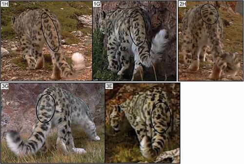 Figure 5. Pelage pattern variations on the dorsal surface of the tail of snow leopards on the south bank of the Yage Valley. The three distinct individuals are numbered following capture details in Table 2. The Arabic numbers are references to possible individual snow leopards, and the capital letters are references to camera trapping sites (see Figure 1)