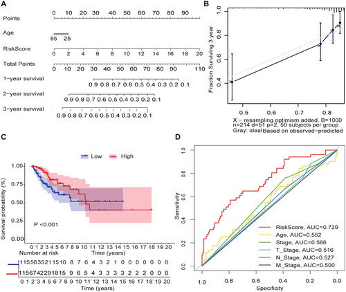 Figure 3. Internal validation of methylation models by TCGA-CESC. (A) Establishing a column line graph based on prognostic features to predict OS in cervical cancer in the TCGA-CESC. (B) Calibration curve for 3-year column line graph prediction. (C) Kaplan–Meier survival curves. Survival time was shorter in the high-risk group in the TCGA-CESC. (D) ROC Curve in the TCGA-CESC.