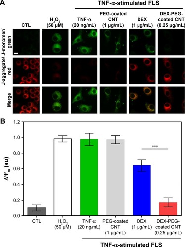 Figure 5 Effect of DEX-PEG-coated CNT on mitochondrial membrane disruption in TNF-α-stimulated FLS.Notes: (A, B) JC-1 staining showed depolarized mitochondria (green, J-monomer) and polarized mitochondria (red, J-aggregate) membrane potentials after 24 h. H2O2 (50 μM) was used as a positive control. Scale bar: 20 μm. PEG-coated CNT (1 μg/mL) showed no significant changes in the greater level of mitochondrial membrane disruption (green). DEX-PEG-coated CNT inhibited mitochondrial membrane disruption at low doses (0.25 μg/mL) compared to DEX (1 μg/mL) in TNF-α-stimulated FLS. All data represent mean ± SEM (n=6). ***P<0.001 compared to the DEX group.Abbreviations: CNT, carbon nanotube; DEX, dexamethasone; FLS, fibroblast-like synoviocytes; H2O2, hydrogen peroxide; PEG, polyethylene-glycol; SEM, standard error of the mean; TNF-α, tumor necrosis factor-α.