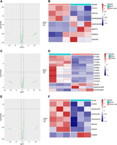 Figure 3 Differentially expressed protein analysis results. (A) The differentially expressed protein results of Burn-Dex vs Burn were displayed in volcano graph. The horizontal axis represents the differential expression multiples (Log2FC), and the vertical axis is −log10 (FDR). The blue dots are upregulated proteins, the red dots are downregulated proteins and the green dots are not significantly regulated proteins. (B) The differentially expressed protein results of Burn-Dex vs Burn were displayed in heat map. The horizontal axis represents the sample and the vertical axis represents different proteins. Red indicates high protein expression, and blue indicates low protein expression. (C and D) The differentially expressed protein results of Burn vs Sham were displayed in volcano graph and heat map. (E and F) The differentially expressed protein results of Sham-Dex vs Sham were displayed in volcano graph and heat map.