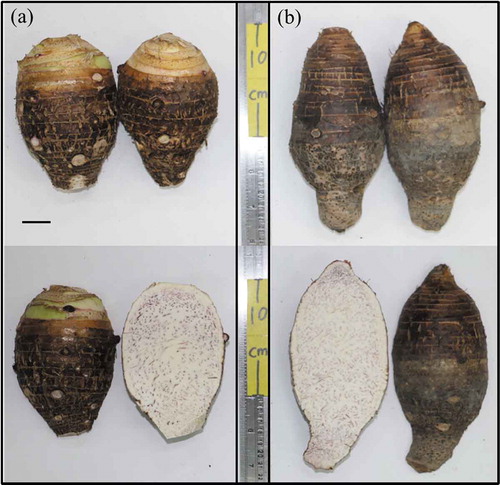 Figure 3. Photographs of the corms for the taro plants under (a) upland and (b) flooded cultivations, showing the morphological characters (i.e. shape, size and internal color of raw corm). Scale bar = 2 cm