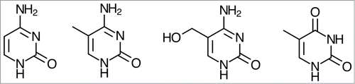 Figure 1. From left to right: cytosine, 5-methylcytosine (5-mC), 5-hydroxymethylcytosine (5-hmC), thymine.